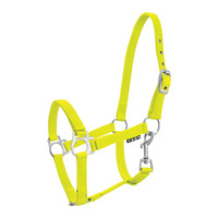 Kantar York źrebięcy